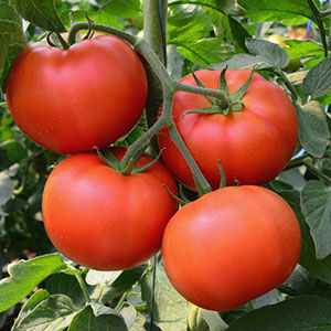 Tomatoes