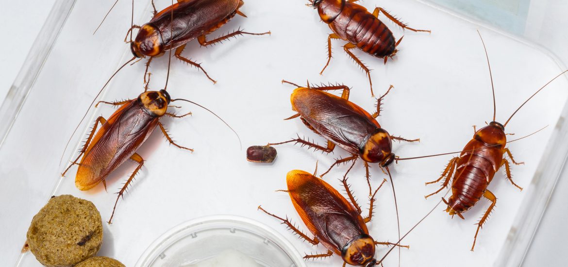 cockroach