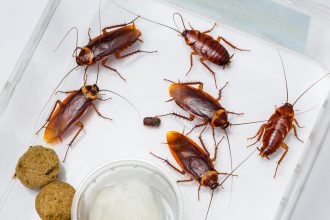 cockroach