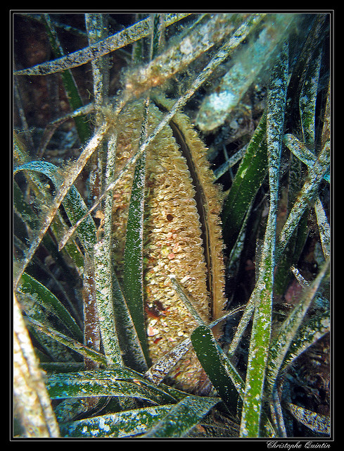 pina-nobilis