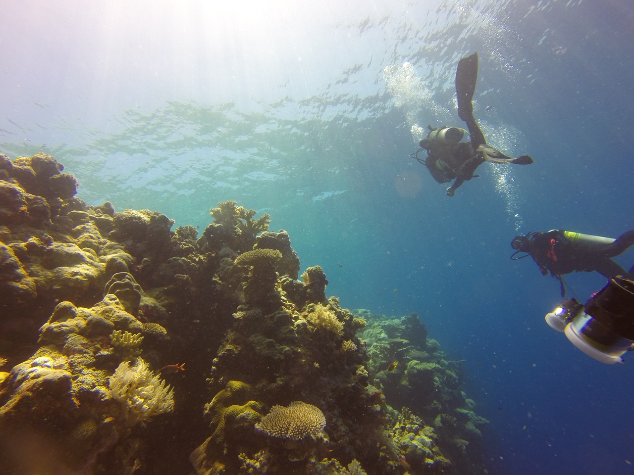 reef1