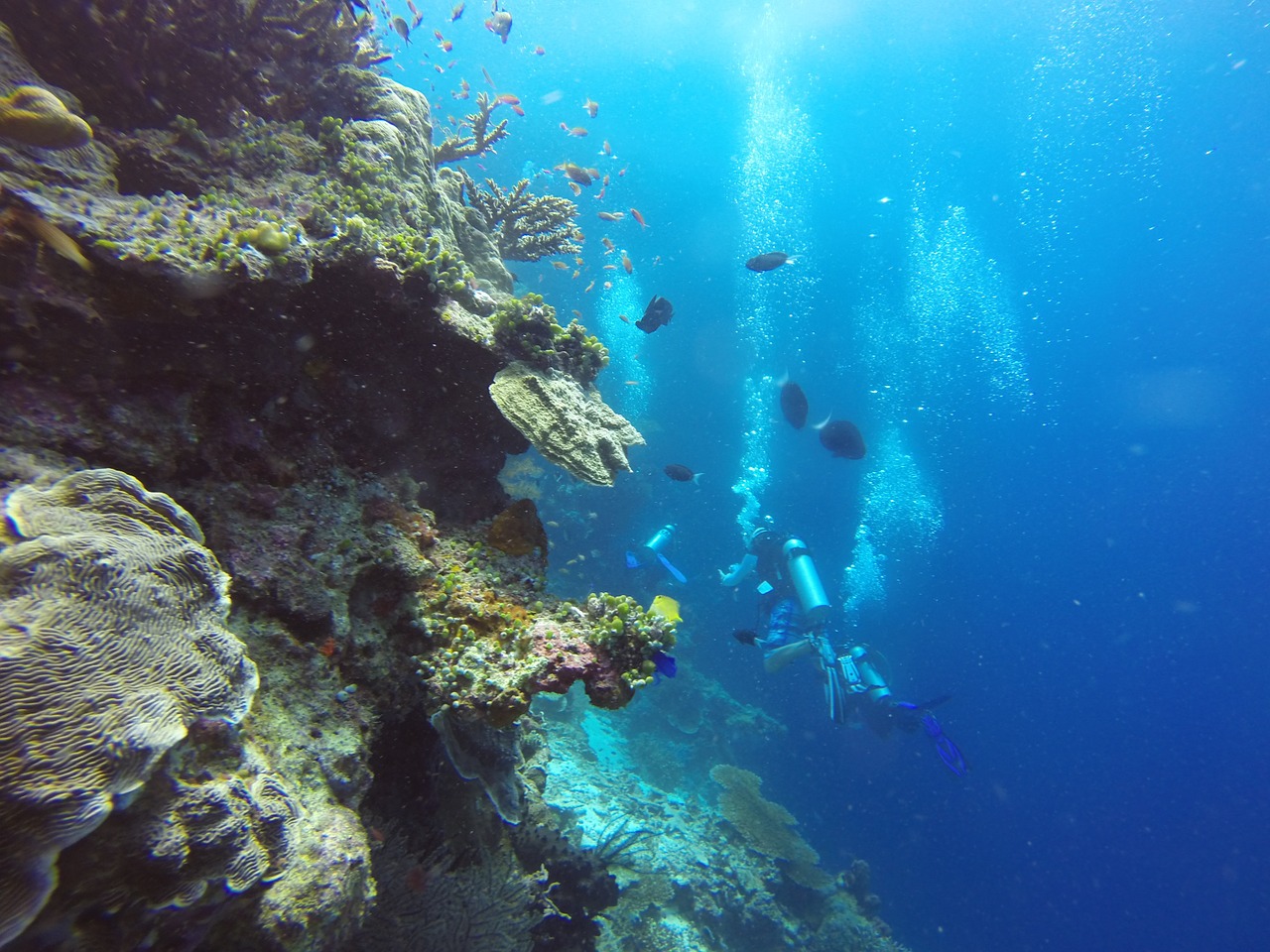 reef2