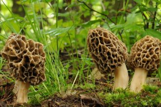 morel mushroom