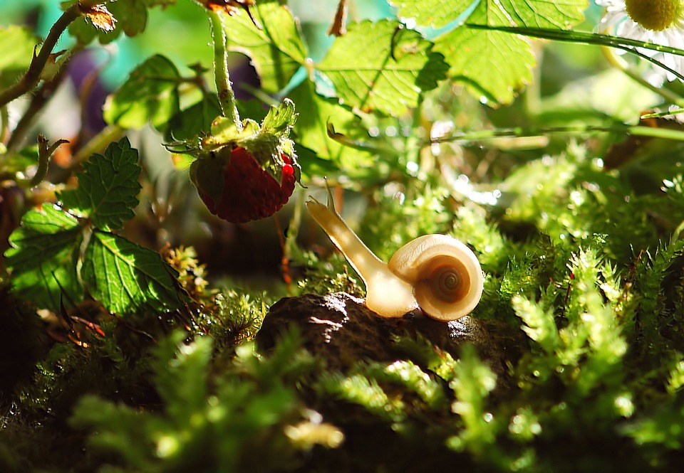 plants