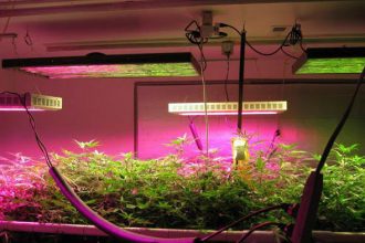 top-led-grow-ligths