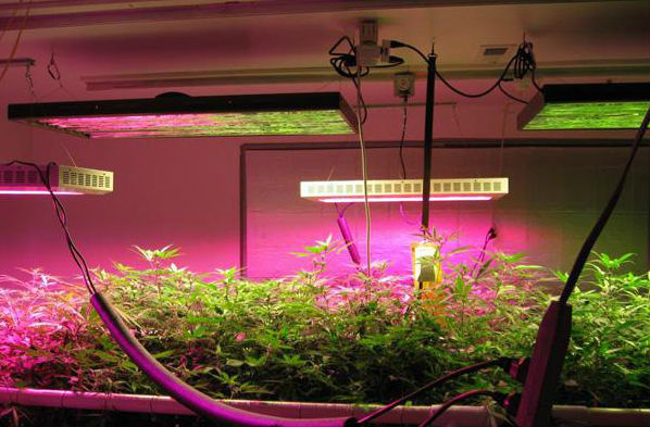 top-led-grow-ligths
