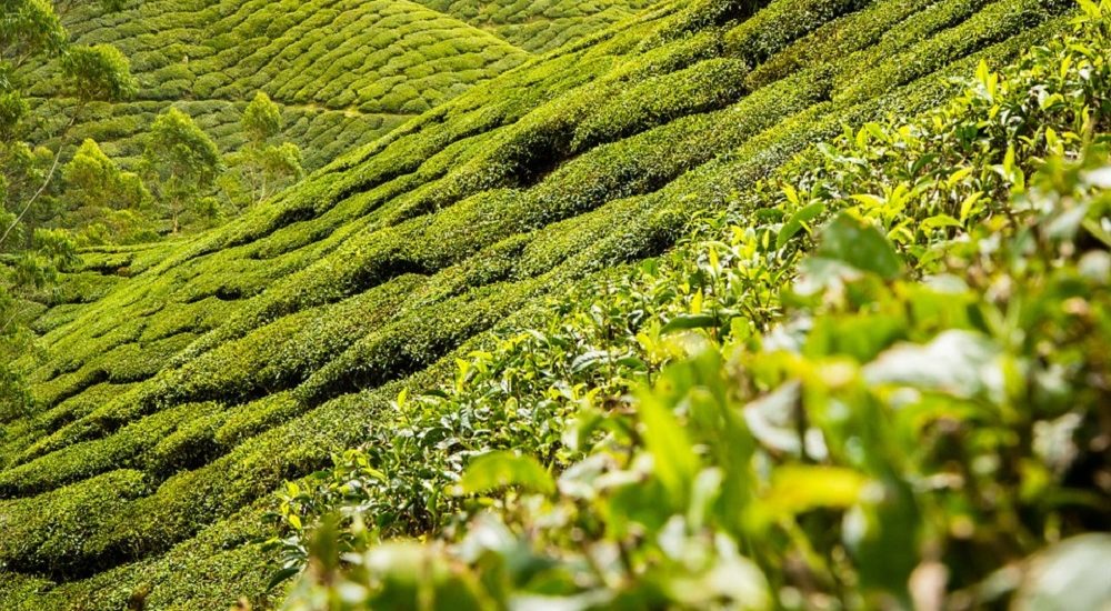 tea plantation