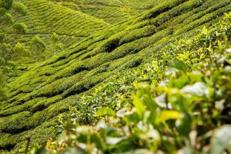 tea plantation