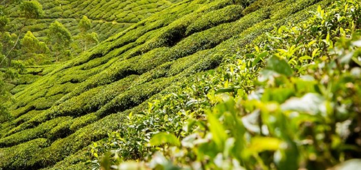 tea plantation