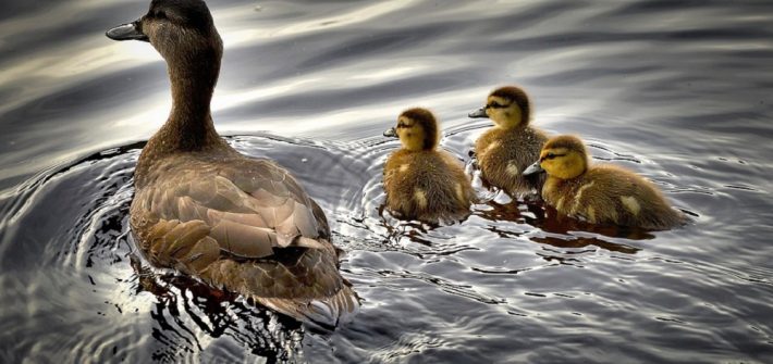 Duck Diseases
