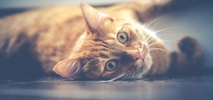 cat