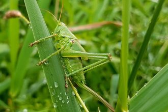 Tips to Care Your Home and Garden from Insects