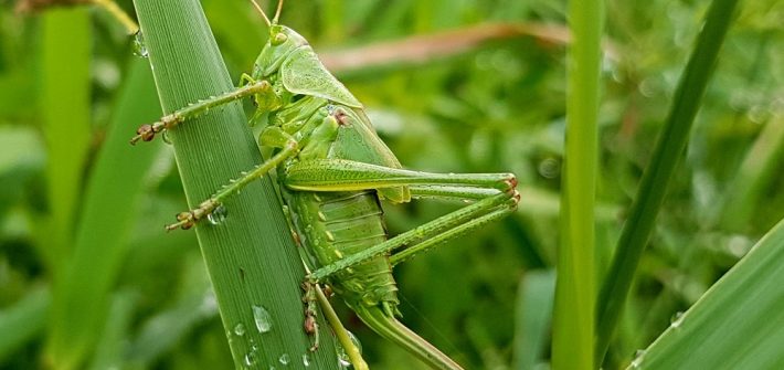 Tips to Care Your Home and Garden from Insects