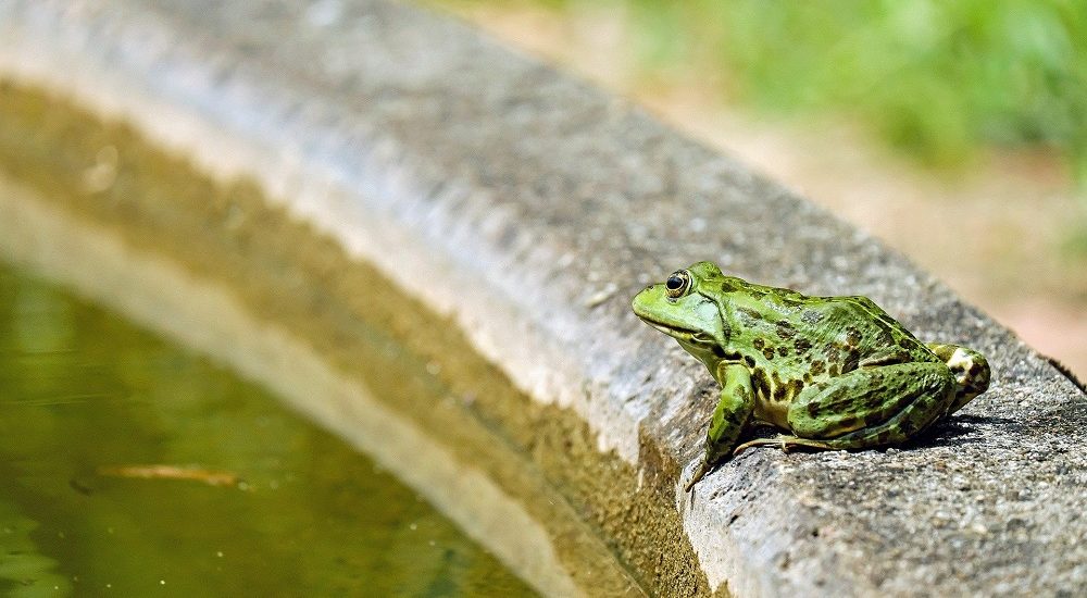 frog