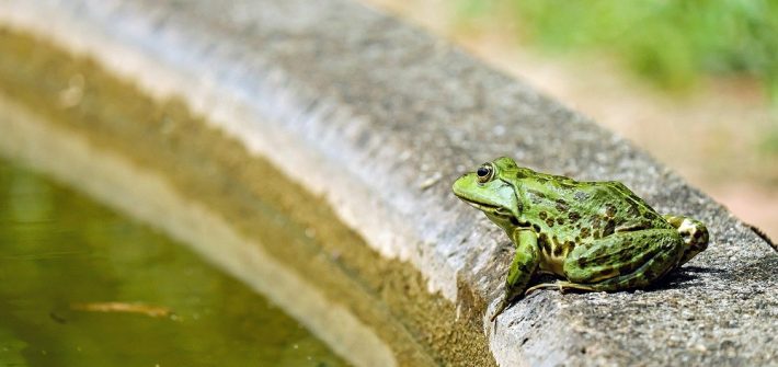 frog