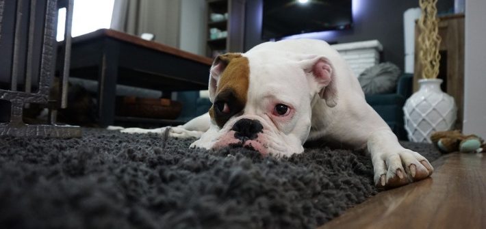 boxer-1562522_1280