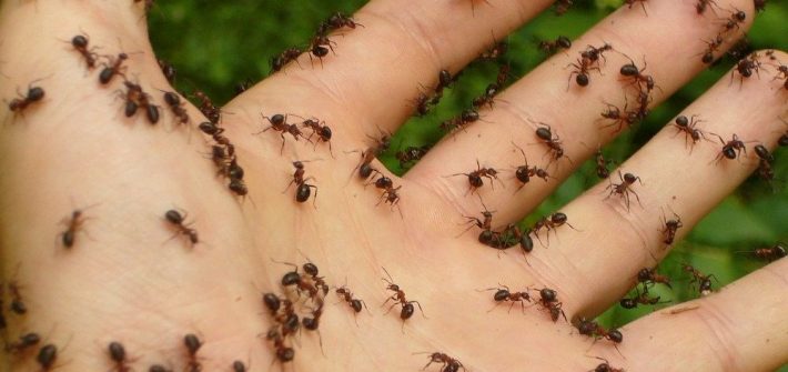ants-4239_1280