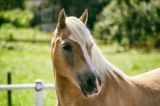 haflinger