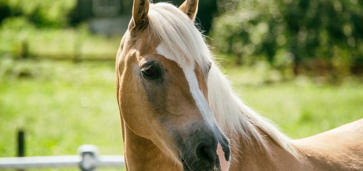 haflinger