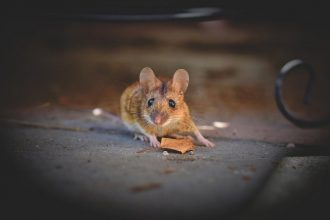 house-mouse