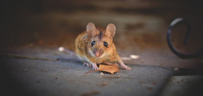 house-mouse