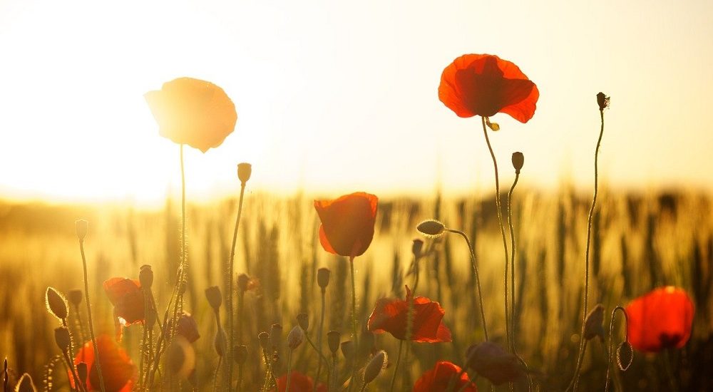 poppies-174276_1280