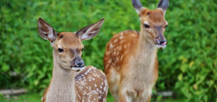 Deer Breeding