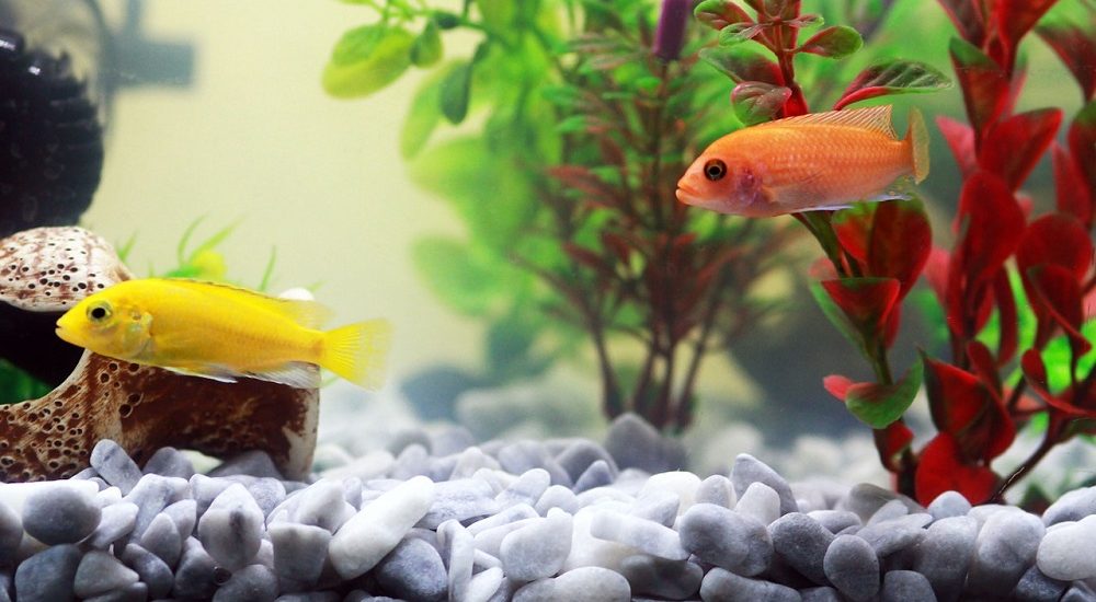 Aquarium Plants