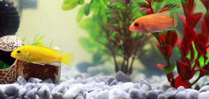 Aquarium Plants