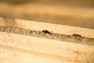 Termites