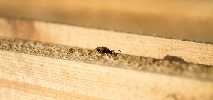 Termites