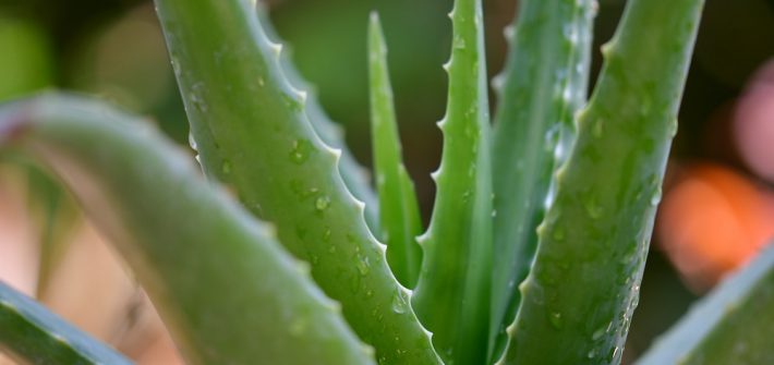 Aloe Vera